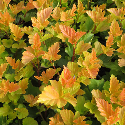 puzireplodnik_kalinolist_magic_ball (1)