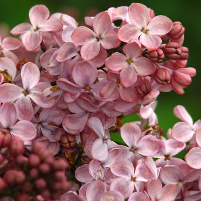 siren_obyknoven_mulatka (1)