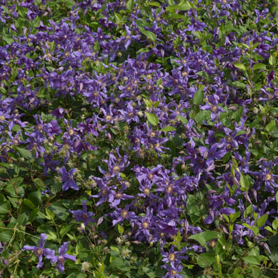 cl_clematis_sizaia_ptitsa