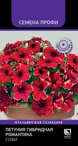 petunia_gibrid_romantika_sofi