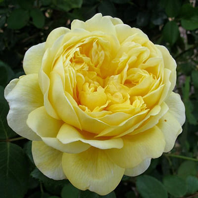 rosa_english_park_charles_darwin (1)