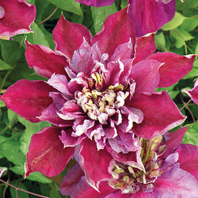cl_clematis_temptation (2)