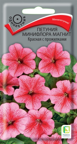 petunia_miniflora_magnit_krasnaya_s_prozhilkami