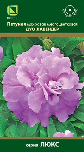 petunia_mahrov_mnogocvet_duo_lavender