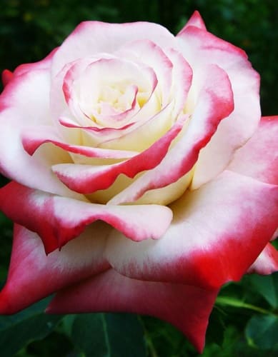 rosa-hybrid-tea-imperatrice-farah-krupnyy-plan-1 (1)