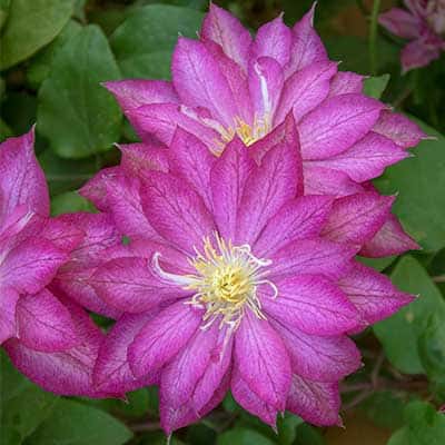 cl_clematis_asao (1)