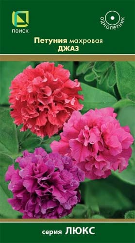 petunia_mahrov_jazz (1)