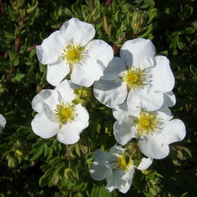 lapchatka_kustar_ebbotswood (1)