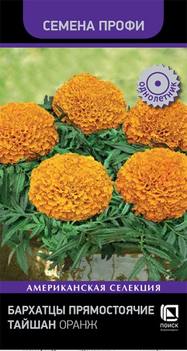 barhatsy_pryamost_taishan_orange