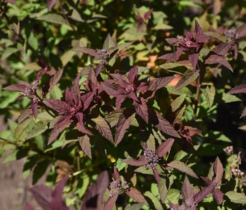 spirea_japan_merlo_green (1)