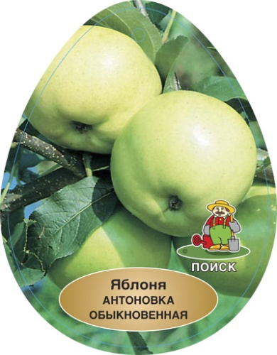 yablonya_antonovka_obyknov