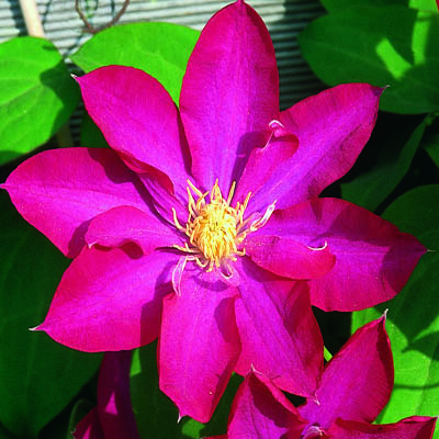 cl_clematis_kakio