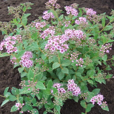 spirea_japan_little_princess (1)