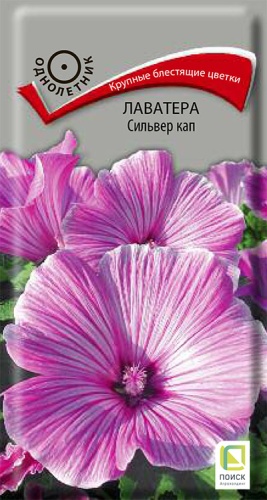 lavatera_silver_kap