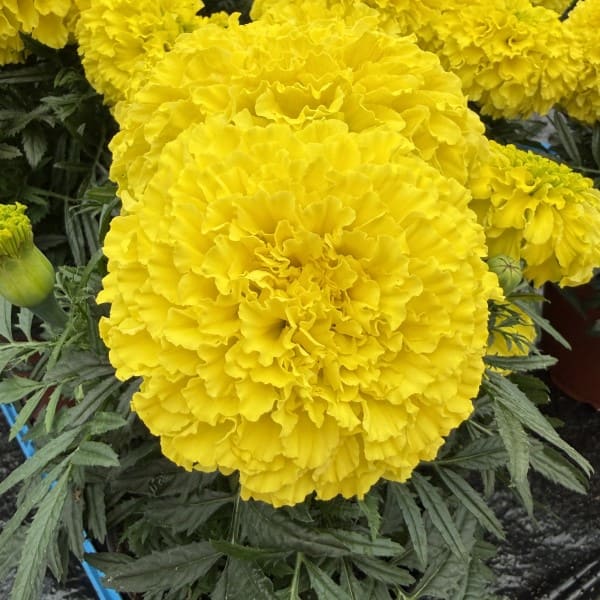 65 (1)