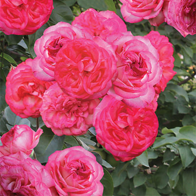 rosa_plet_antik_89 (1)