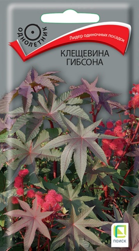 kleshevina_gibsona