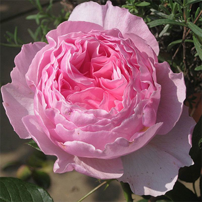 rosa_floribunda_gartentraume