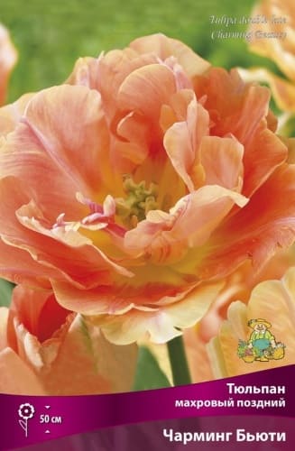 tulpan_mahrov_pozdny_charming_beauty_kaper (1)