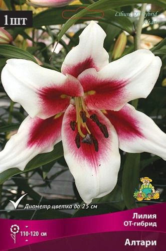 image (28)