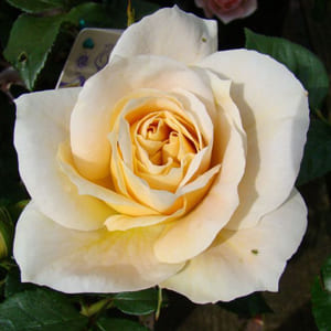 Роза флорибунда Лионс роуз 