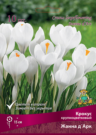 krokus_krupnocvet_zhanna_dark_kaper