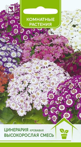 cineraria_krovavaya_visokoroslay_smes (1)