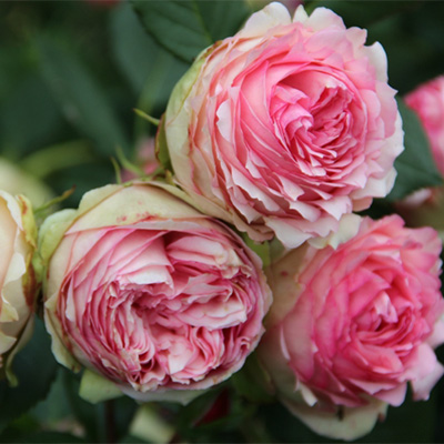 rosa_park_first_lady