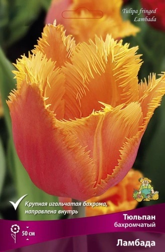 tuplan_bahrom_lambada_kaper