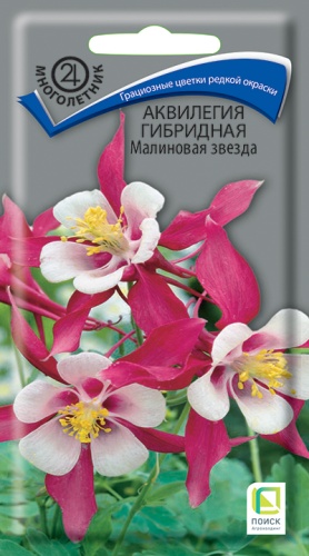 akvilegia_gibrid_malinovaya_zvezda