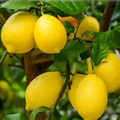 citrus_limon_lunario