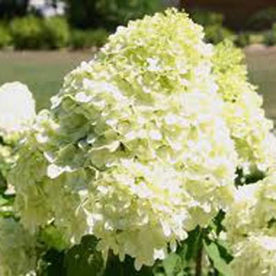 gorten_metel_candlite (1)