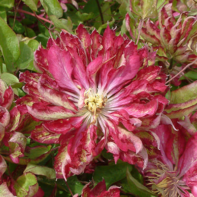 cl_clematis_kaen (1)