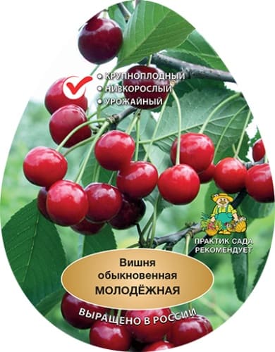 vishnya_molodezhnaya_naves (1)