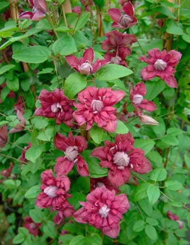 klematis-purpurea-plena-elegans-foto (1)