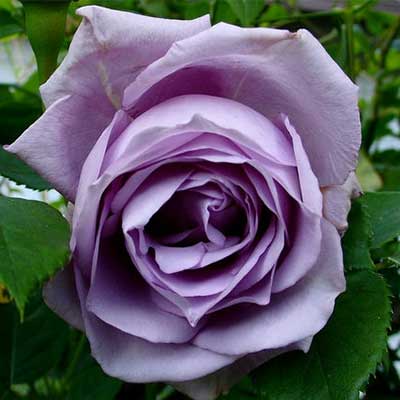 rosa_plet_climing_blu_moon