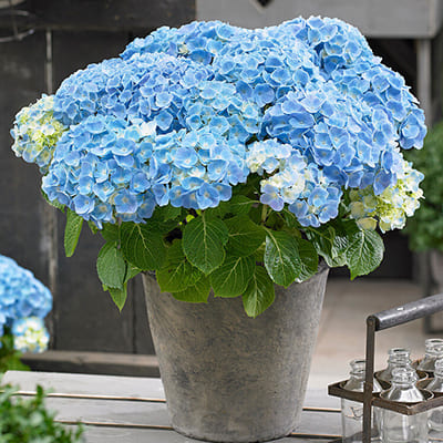 gorten_krupnolist_forever_ever_blue (1)