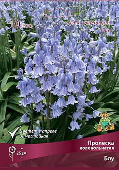 Пролеска колокольчатая Блу (Цена за 1 луковицу)