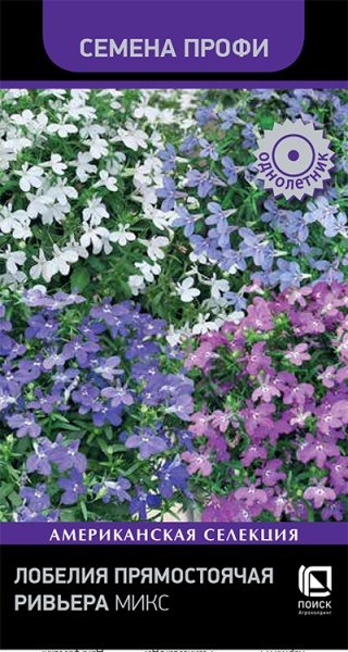lobelia_pryamostoyachaya_rivera_mix