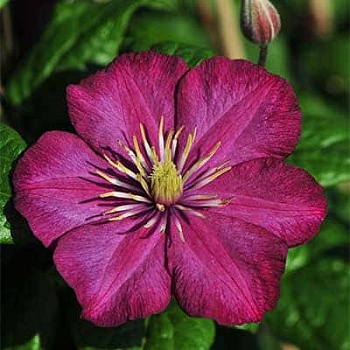 Клематис крупноцветковый Виль де Лион