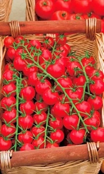 Томат Черри Краса - Длинная коса (20шт)