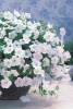 petunia_ampel_opera_belaya_1 (1)