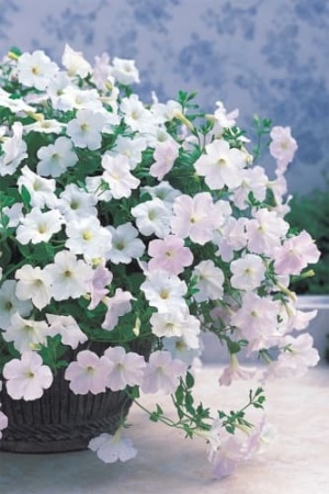 petunia_ampel_opera_belaya_1 (1)