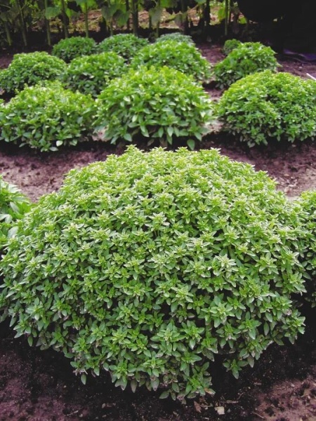 130e8c0415d6de1d37d8d54e2867e7a4