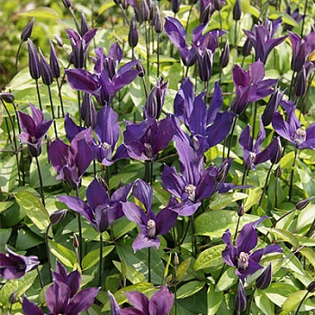 Клематис ботанический Блю Оушн