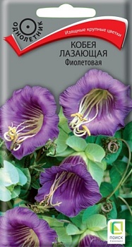 Кобея лазающая Фиолетовая (5шт)