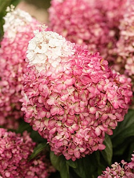 Гортензия метельчатая Ред Вельвет 