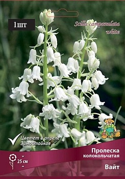 Пролеска колокольчиковая Вайт