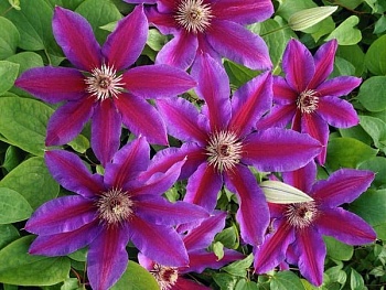 Клематис крупноцветковый Акаиши