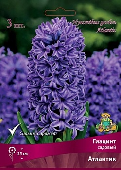 Гиацинт Атлантик (цена за 1 луковицу)
